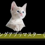 【猫ミーム×プロフェッショナル】マッチングアプリ5年目のアプリの流儀